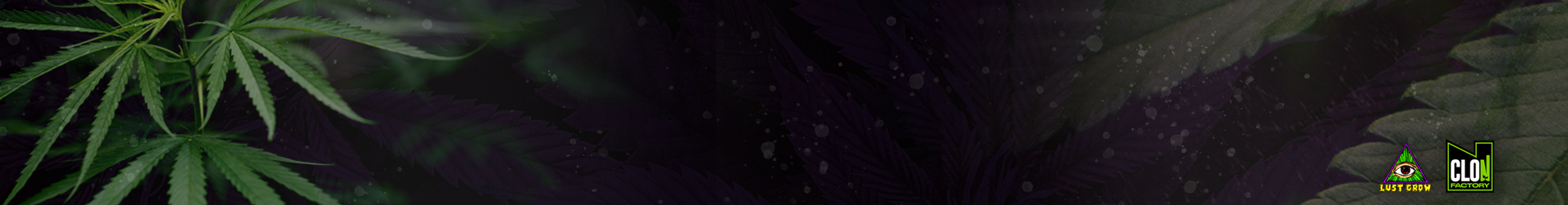 Banner destacado
